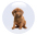 pet urine removal treatment illinois