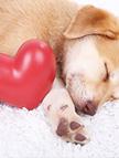 val puppy for franchise locator pg