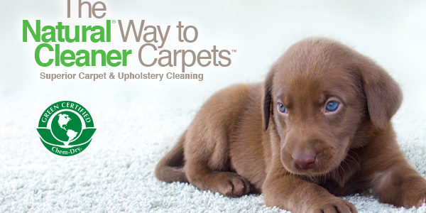 Pet Accidents Happen. Chem-Dry Can Help