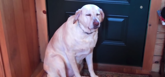 Guilty Dog – Pet Urine Removal Treatment